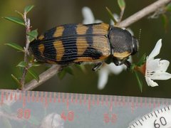 Temognatha mitchellii