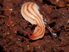 Australopacifica lyra