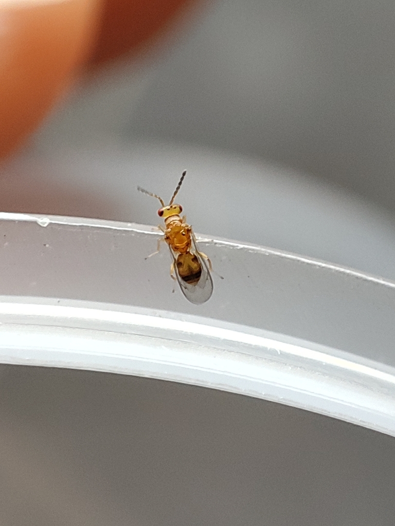 Platyplectrus