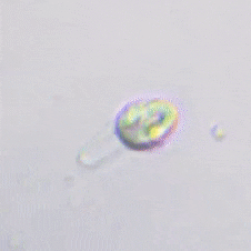 Nephroselmis olivacea