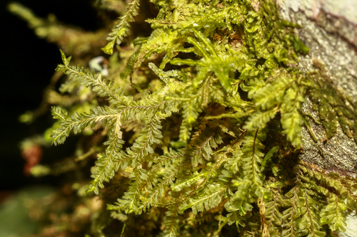 Plagiochila salacensis