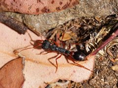 Myrmecia esuriens