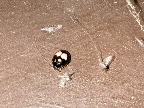 Cream-spotted Ladybird photo 5
