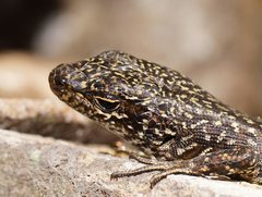 Ocellated Cool-Skink photo 3