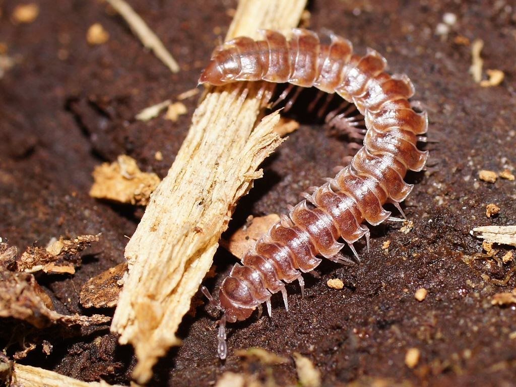 Tasmanodesmus