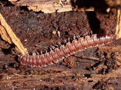 Tasmanodesmus hardyi