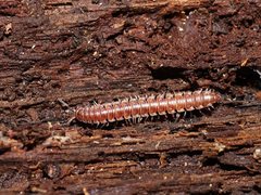 Tasmanodesmus hardyi