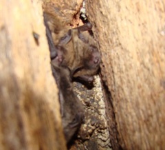 Myotis riparius