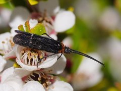 Plectrotarsus tasmanicus
