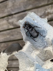 Nicrophorus humator