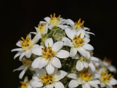Olearia obcordata