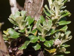 Olearia obcordata
