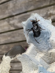 Nicrophorus humator