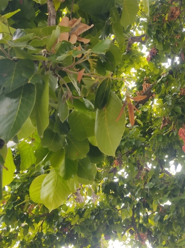 Shorea robusta iNat (1)