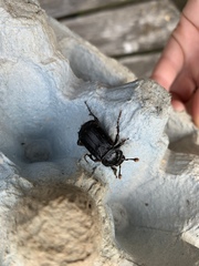 Nicrophorus humator