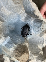Nicrophorus humator