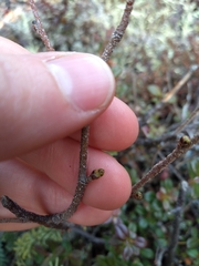 Betula nana