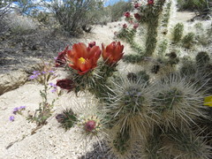 Cylindropuntia chuckwallensis