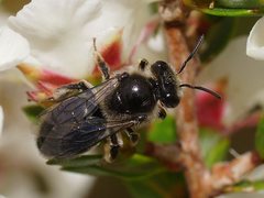 Leioproctus