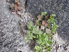 Polycarpon tetraphyllum