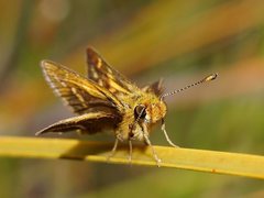 Taractrocera papyria papyria