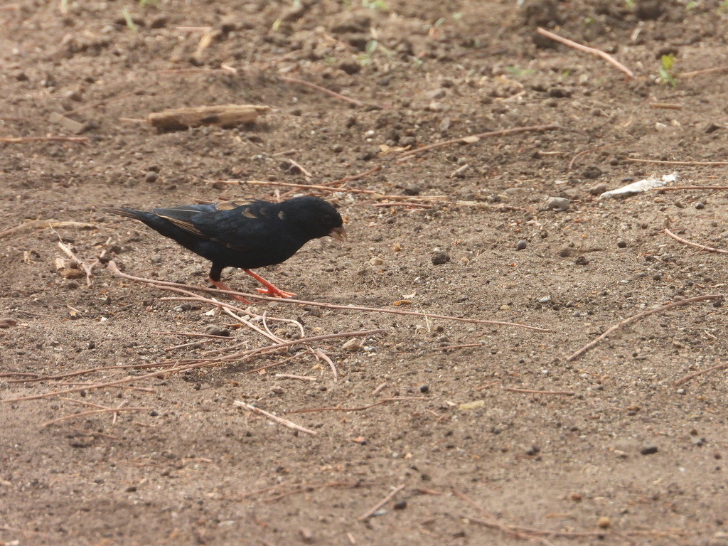 Village Indigobird from Mbour, SN on June 23, 2024 at 05:17 PM by ...