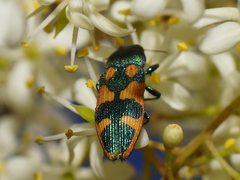 Castiarina hilaris