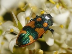 Castiarina hilaris