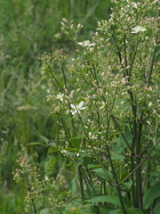 Clematis recta