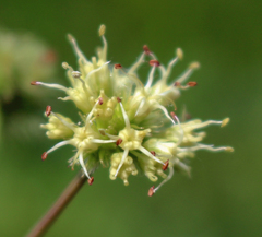Sanicula marilandica