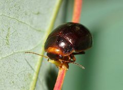 Paropsisterna rufipes