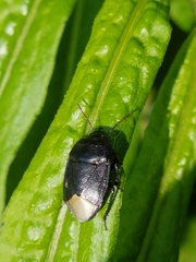 Sehirus luctuosus