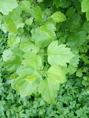 Crataegus sanguinea