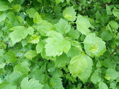 Crataegus sanguinea