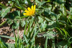 Dugesia mexicana, photograph (c) José Javier Barrios Flores, some rights reserved (CC BY)