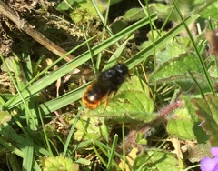 Osmia bicolor