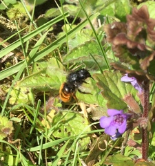 Osmia bicolor