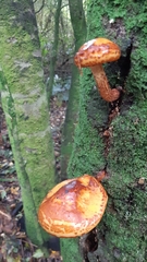 Pholiota glutinosa