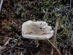 Amanita australis