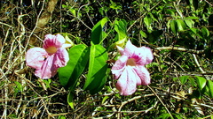 Bignonia corymbosa