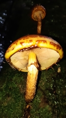 Pholiota glutinosa