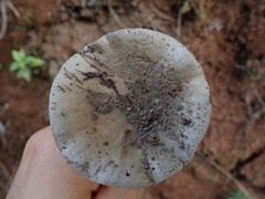 Amanita australis