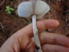 Amanita australis
