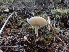 Amanita australis