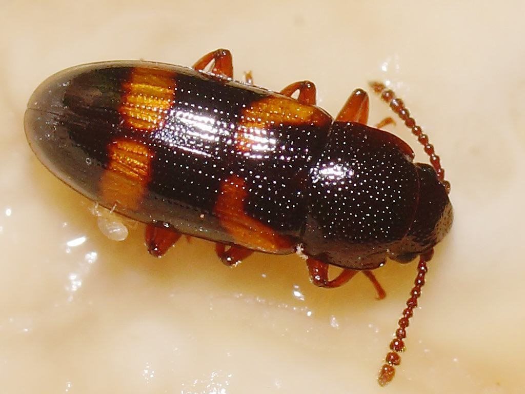 Thallis femoralis