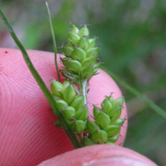Carex hirsutella