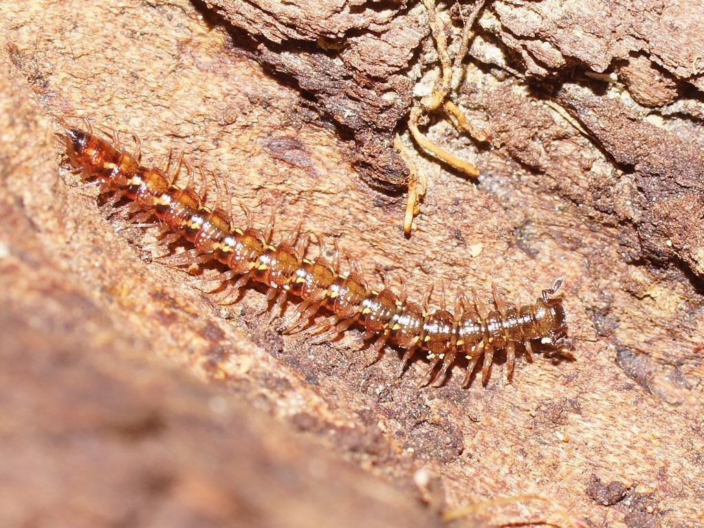 Tasmaniosoma
