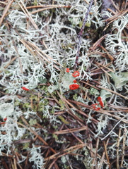 Cladonia coccifera