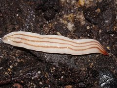 Australopacifica lyra