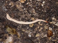 Australopacifica lyra